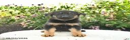German Shepherd dogs for sale: Lightning - Ad 2