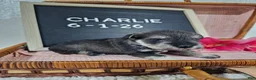 Miniature Schnauzer dogs for sale: Charlie - Ad 6