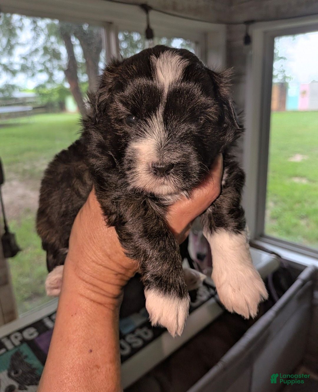 Mixed Breed dogs for sale: Mixed Breed 2 - Ad 1