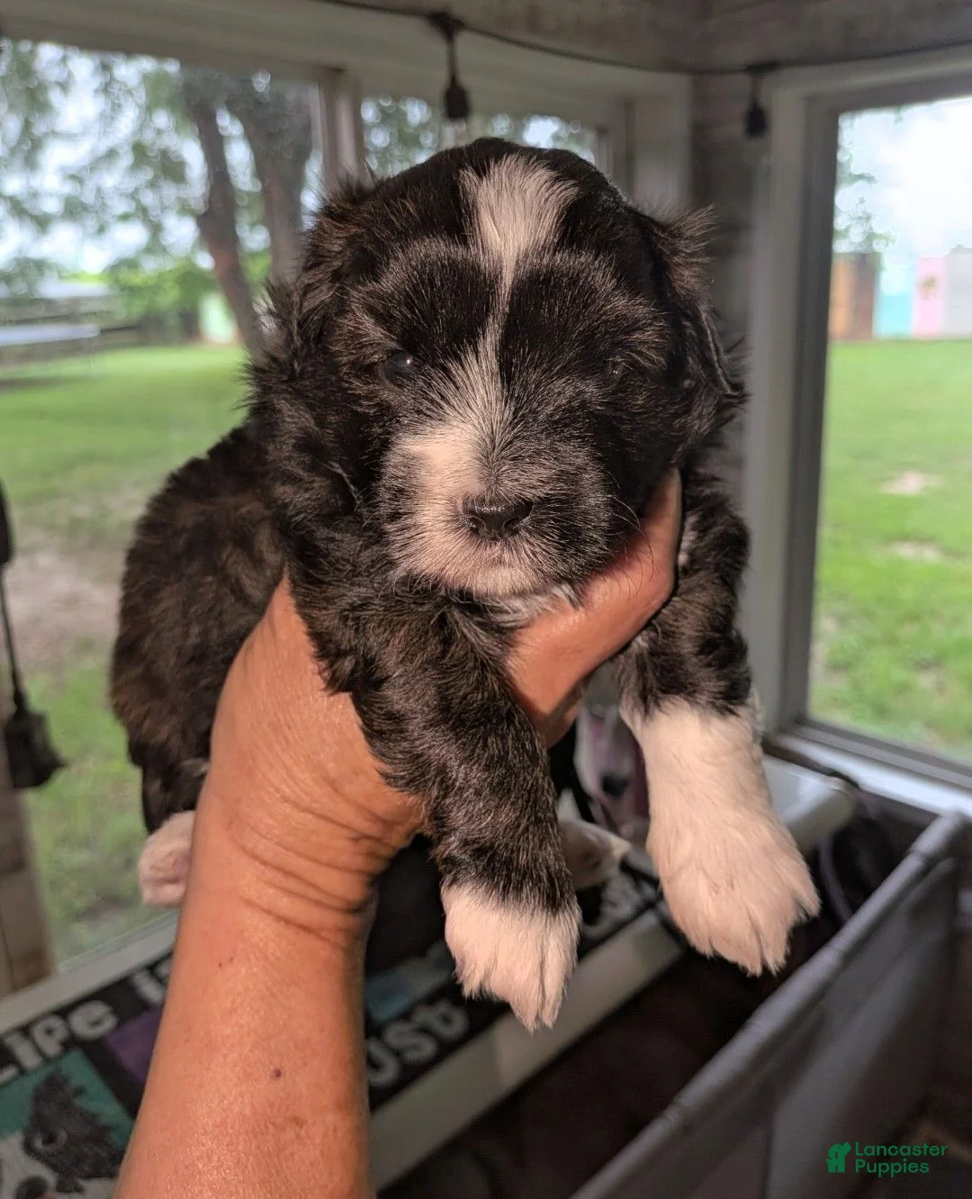 Mixed Breed dogs for sale: Mixed Breed 2 - Ad 1