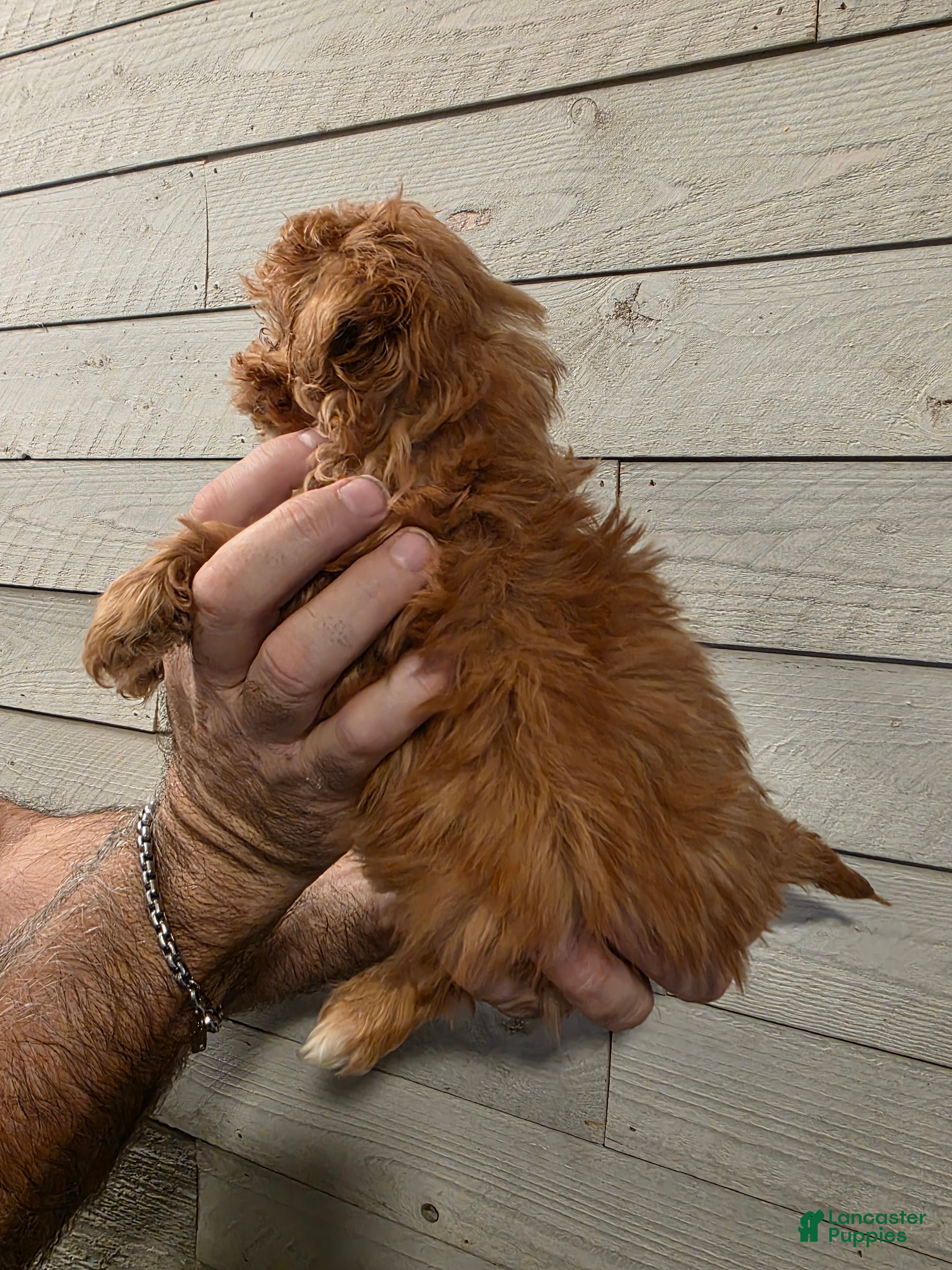 Maltipoo dogs Mat - Ad 2