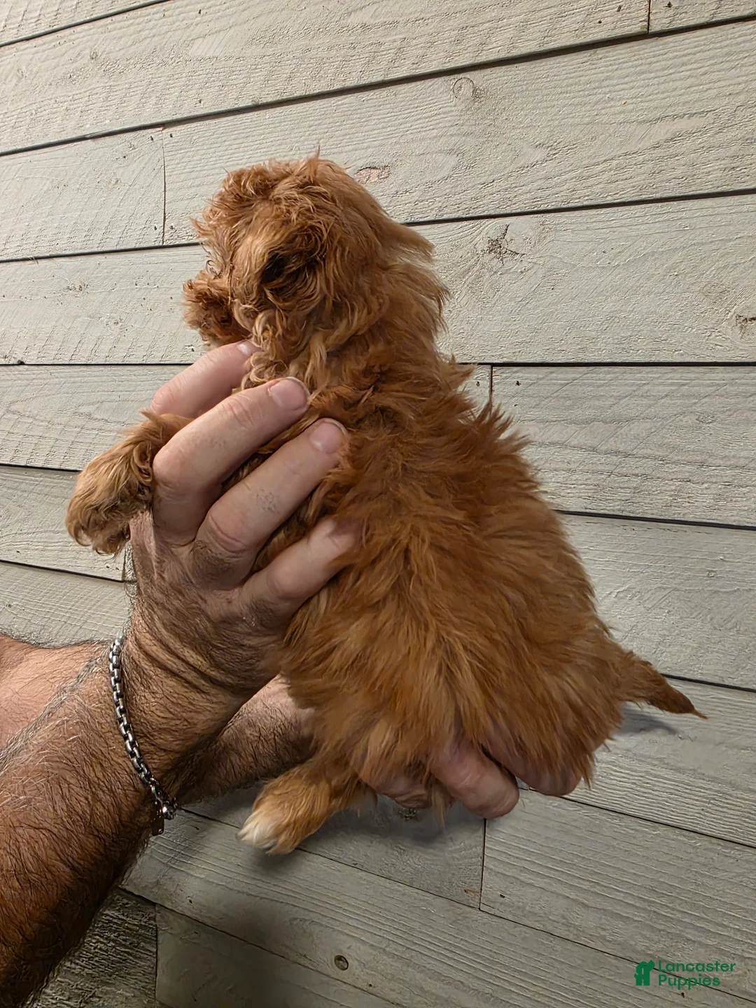 Maltipoo dogs for sale: Mat - Ad 2