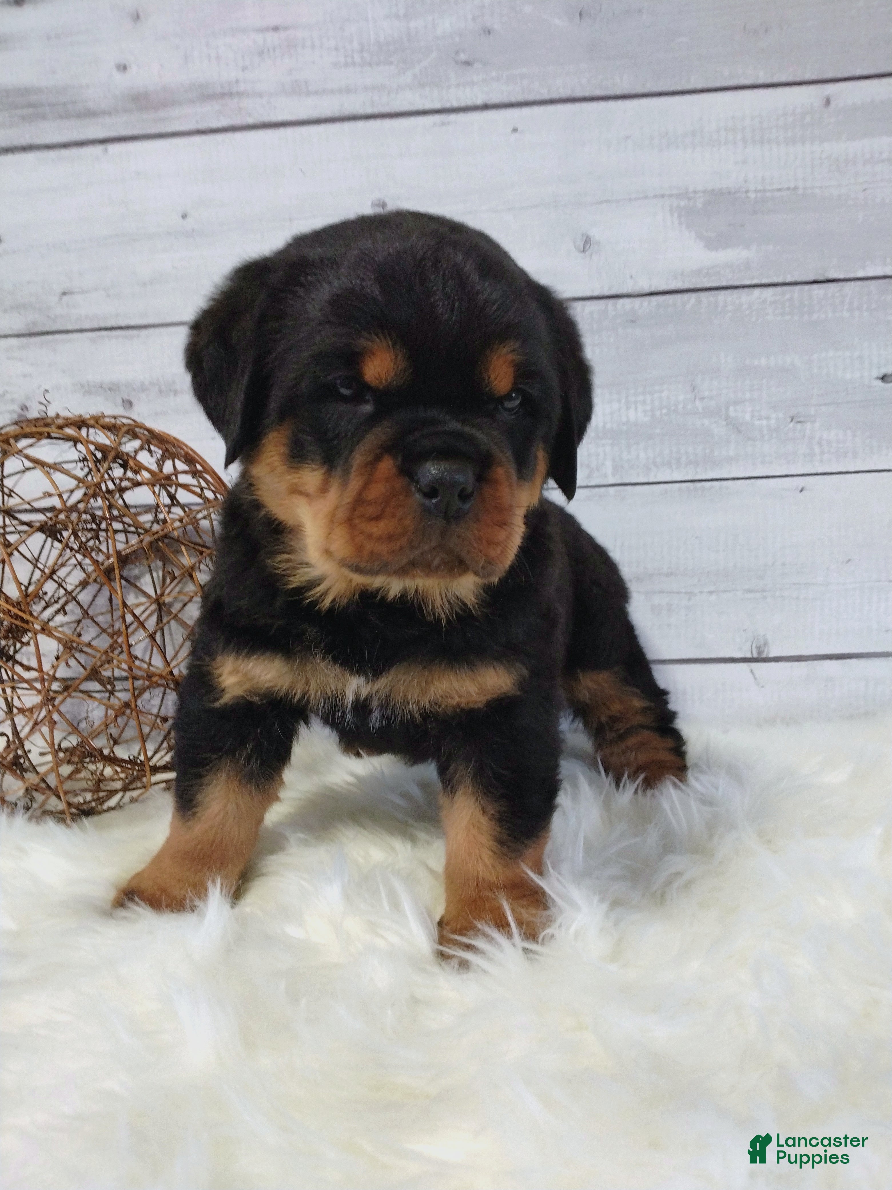 Rottweiler dogs Tyson - Ad 42