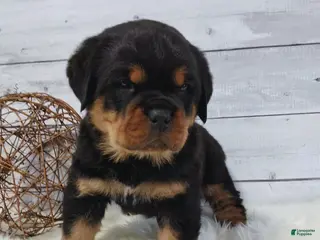 Rottweiler dogs Tyson - Ad 42