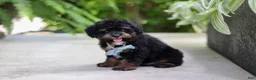 Cavapoo dogs for sale: Lil Bear - Ad 1