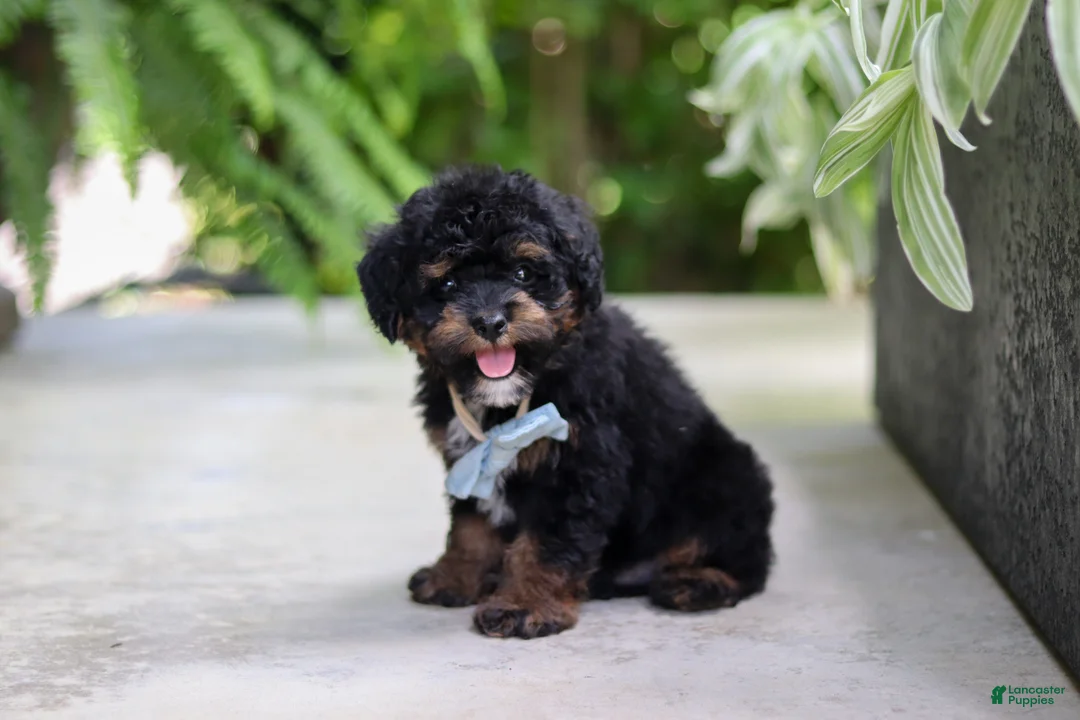 Cavapoo dogs for sale: Lil Bear - Ad 1