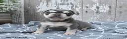 French Bulldog dogs for sale: Lucy - Ad 1