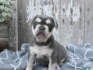 French Bulldog dogs for sale: Lucy - Ad 4