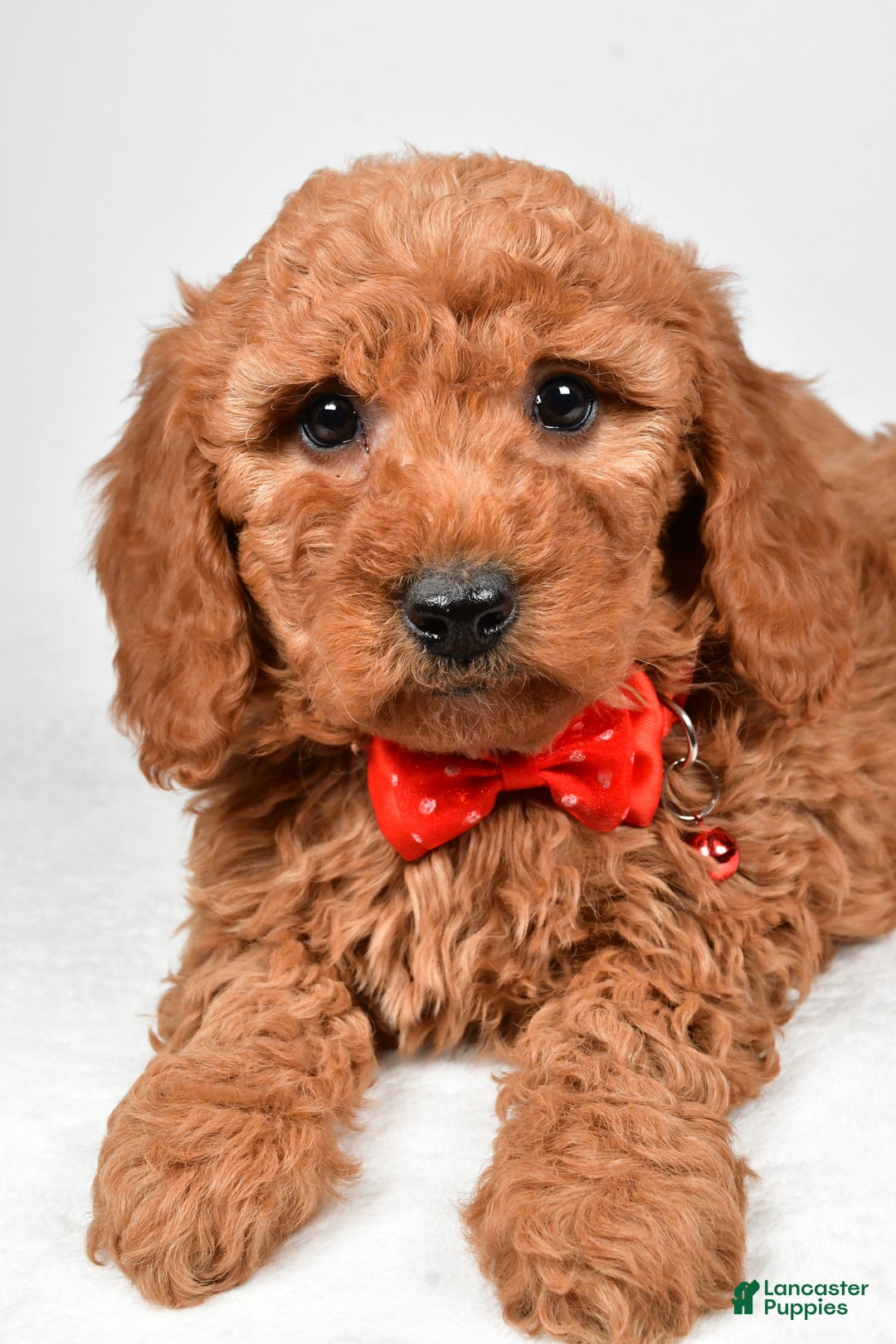 Mini Goldendoodle dogs for sale: Ritz f one b - Ad 3