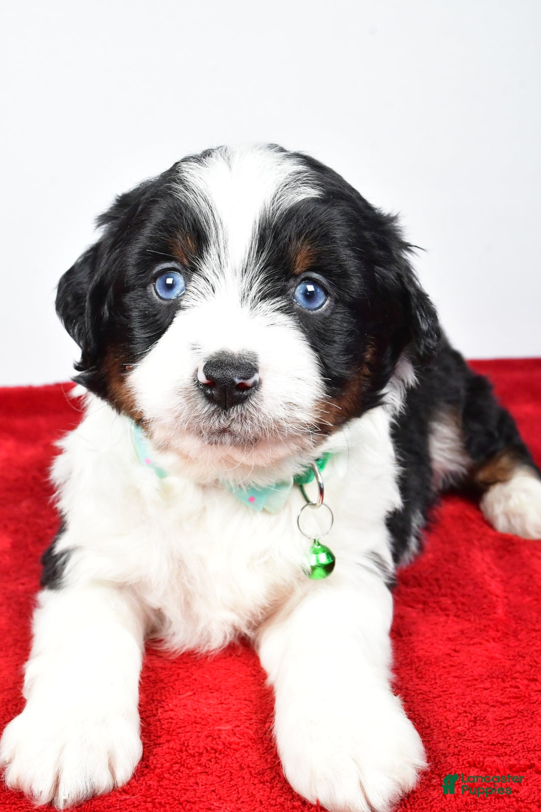 Mini Aussiedoodle dogs for sale: Stephen - Ad 2