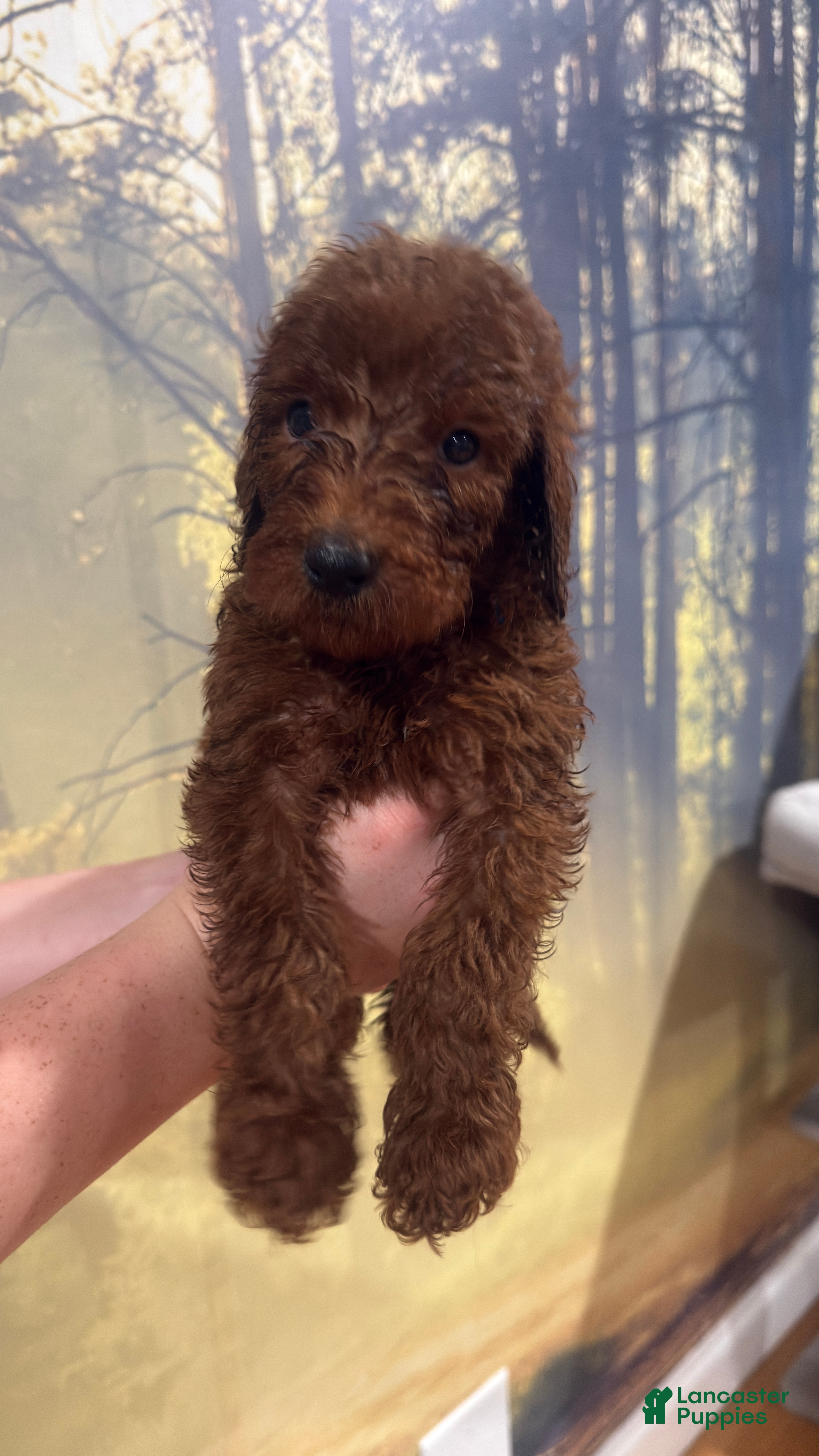 Goldendoodle dogs 🖤 Mr. Black - Ad 1