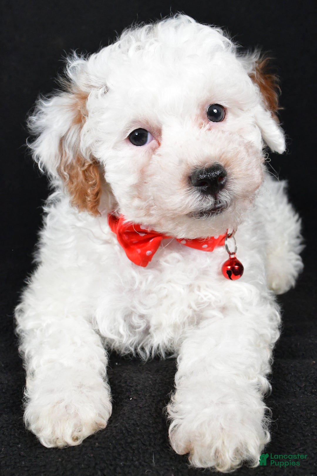 Miniature Poodle dogs for sale: Falcon - Ad 3