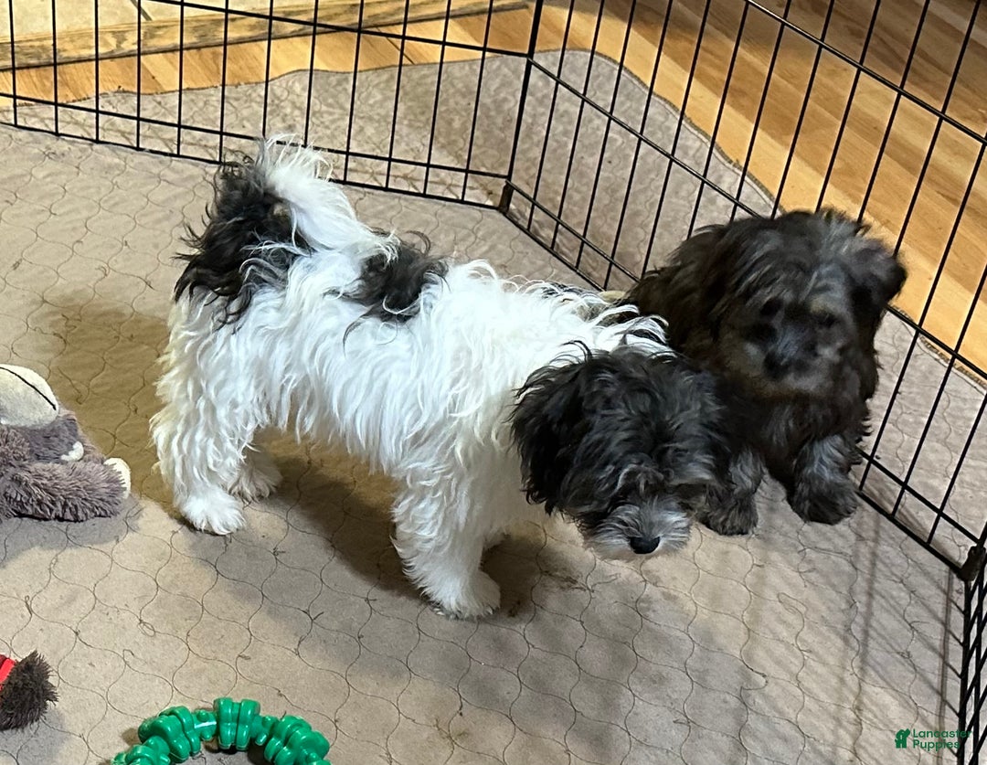 Shihpoo dogs for sale: Shihpoo Puppy 3 - Ad 6