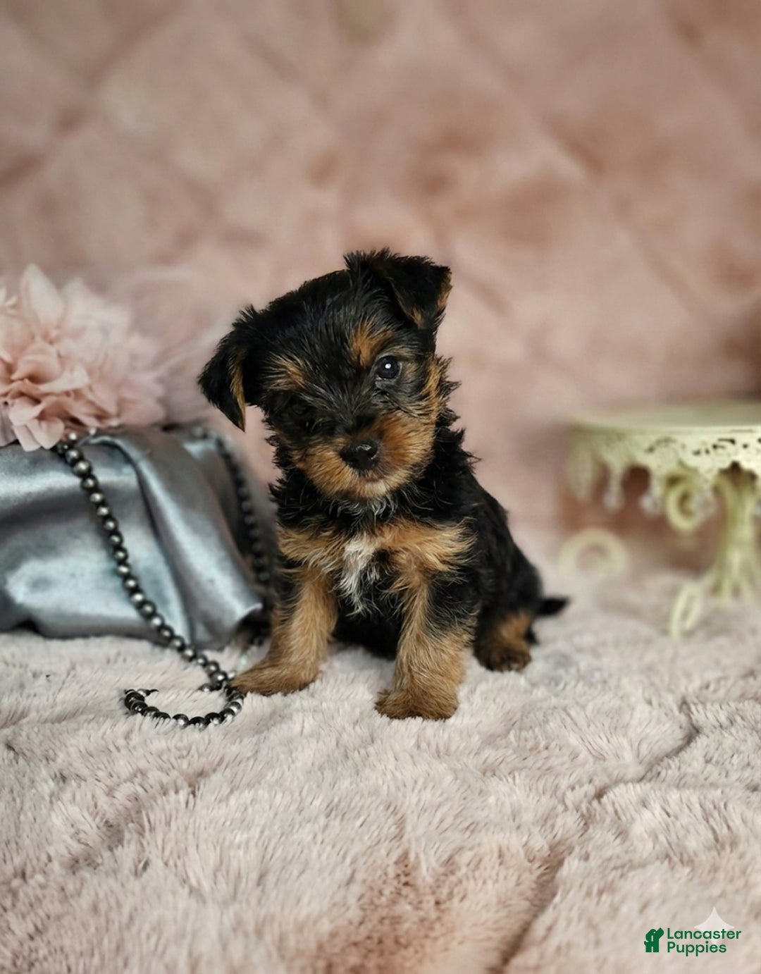 Yorkshire Terrier dogs for sale: Yorkshire Terrier Puppy 1 - Ad 2