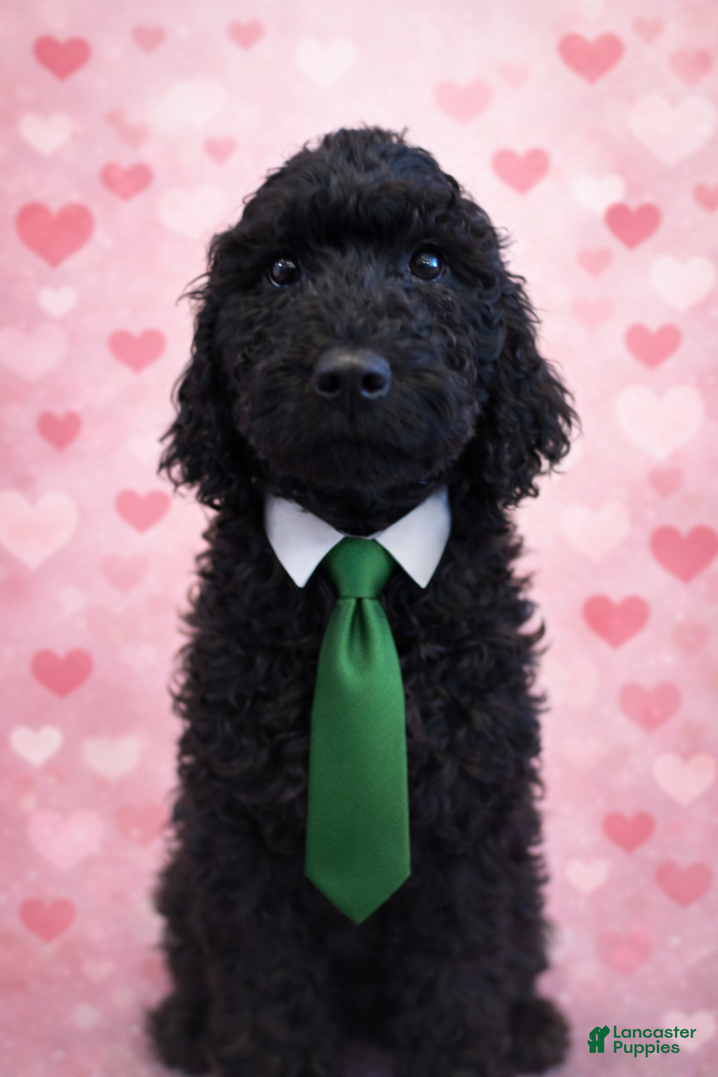 Labradoodle dogs Labradoodle Puppy 3 - Ad 9