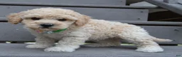Mini Goldendoodle dogs for sale: Mini Greta - Ad 5
