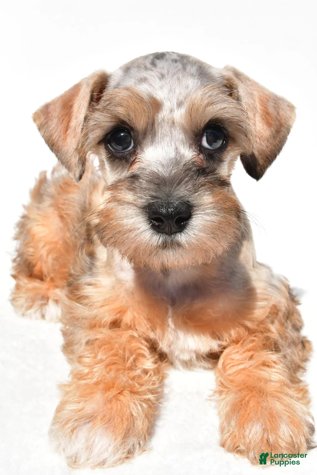Schnoodle dogs for sale: Reba - Ad 1