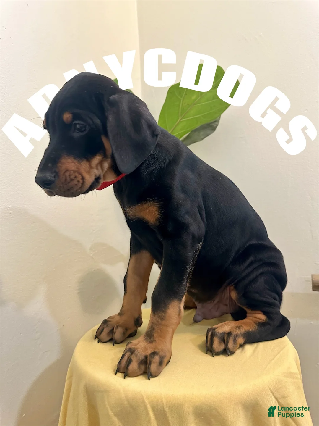 Doberman Pinscher dogs for sale: Doberman Pinscher (Male) - Ad 3