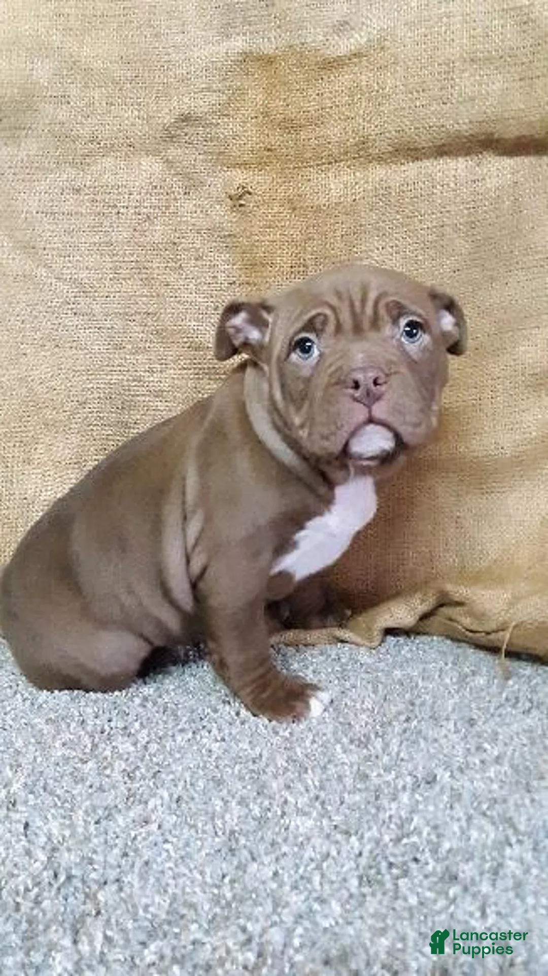 American Bully dogs for sale: American Bully Puppy 4 Marlo - Ad 1