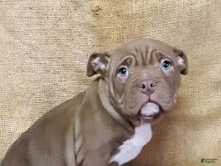 American Bully dogs American Bully Puppy 4 Marlo - Ad 37