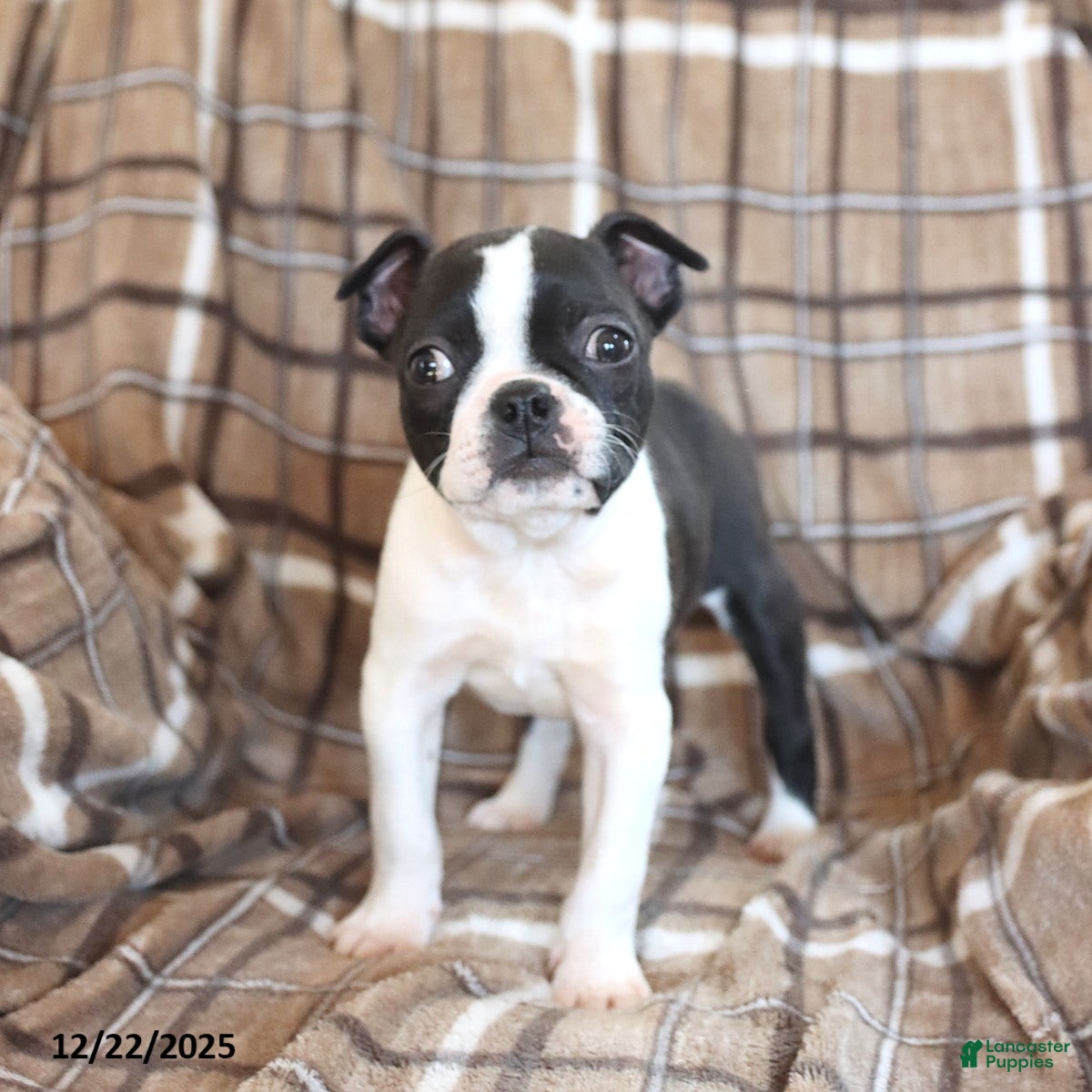 Boston Terrier dogs Ruby - Ad 37