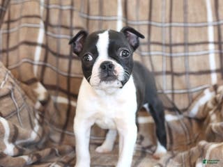 Boston Terrier dogs Ruby - Ad 31