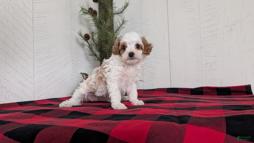 Cavapoo dogs for sale: Delilah  - Ad 8