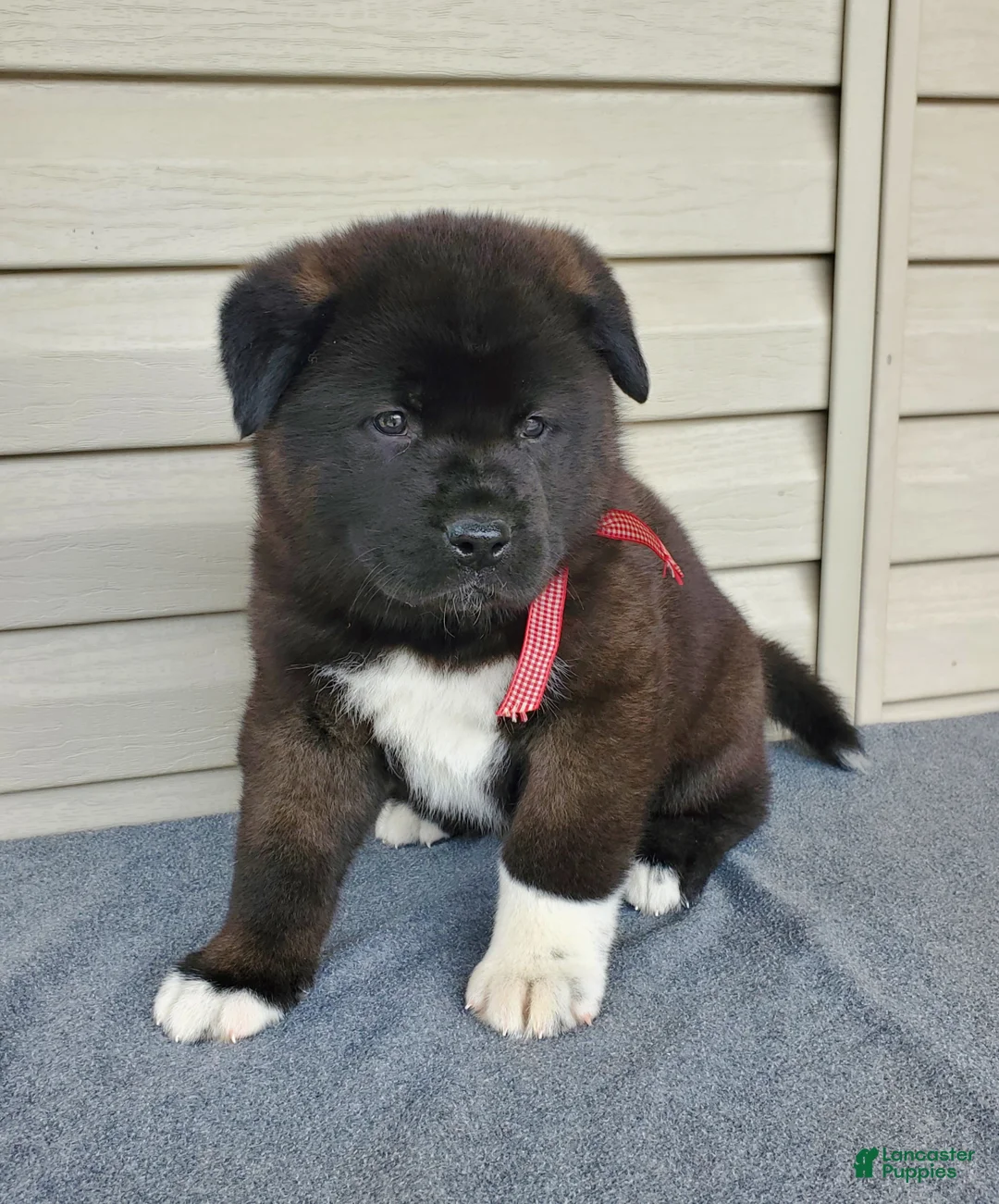 Akita dogs for sale: Bear - Ad 1