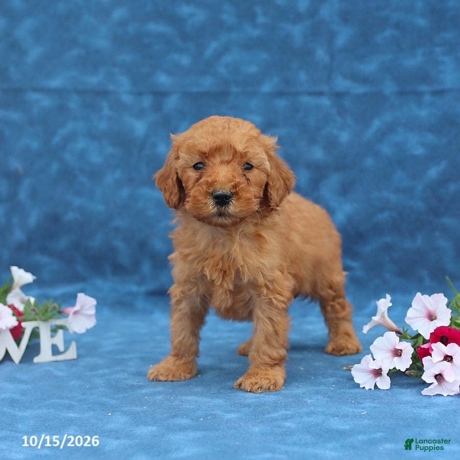Mini Goldendoodle dogs Pepsi - Ad 1