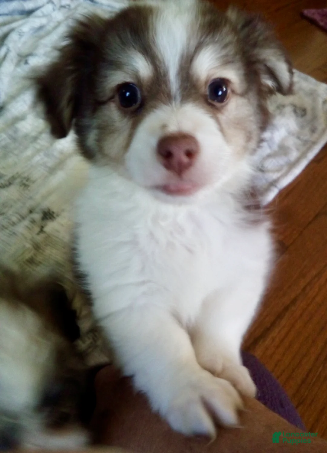 Havanese dogs for sale: Skylar - Ad 2