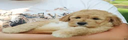 Mini Goldendoodle dogs for sale: Finnegan - Ad 2