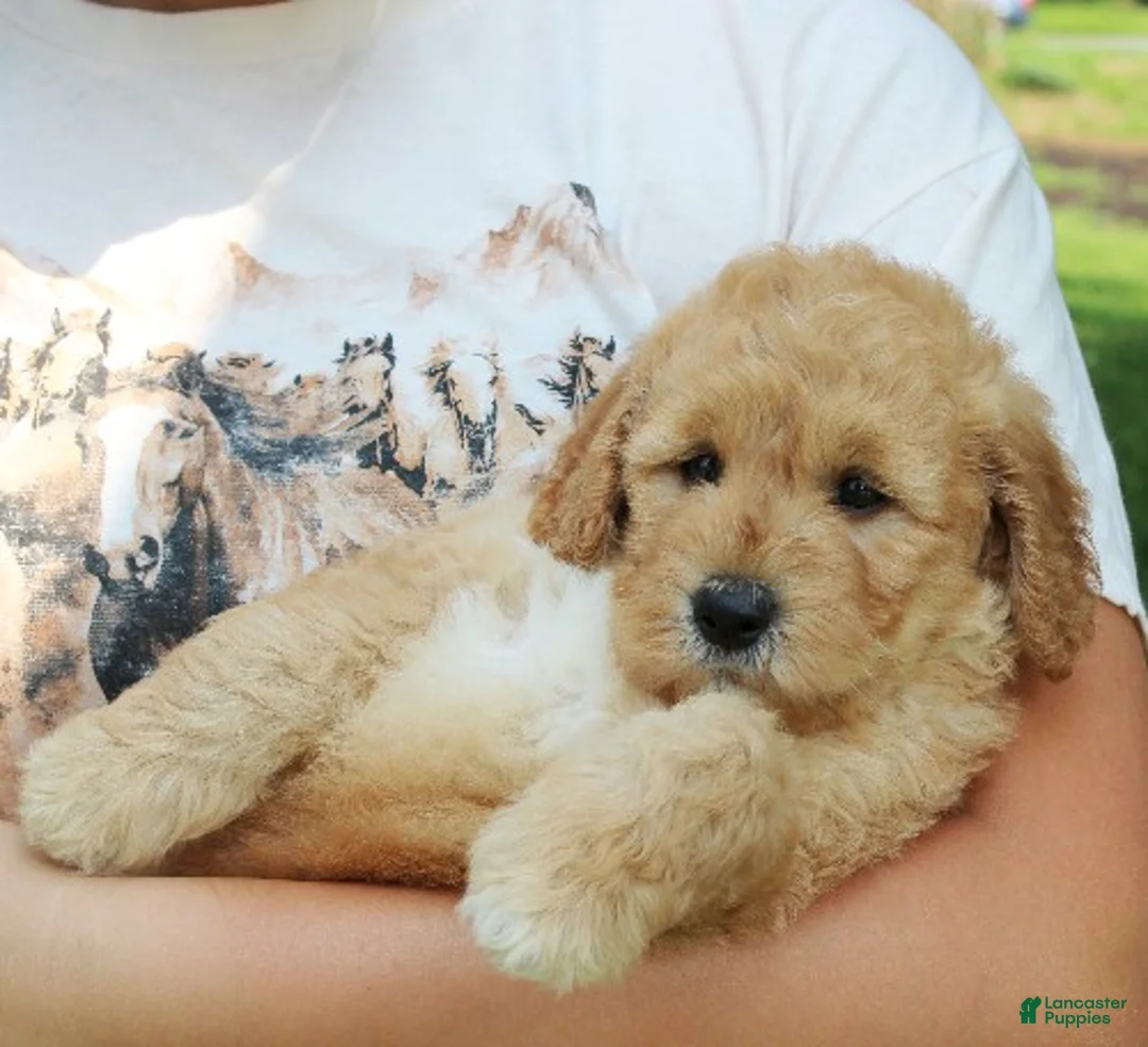 Mini Goldendoodle dogs for sale: Finnegan - Ad 2