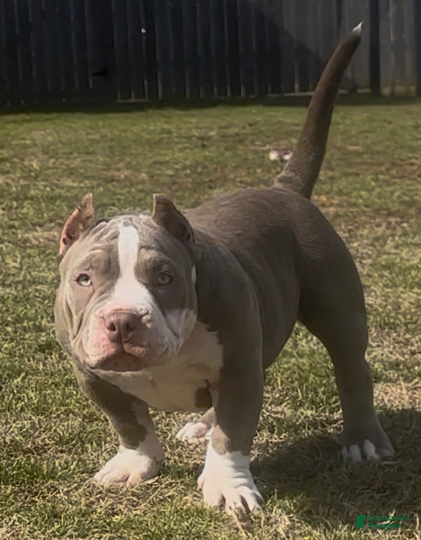 American Bully dogs Armani  - Ad 2