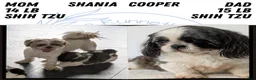 Shih Tzu dogs for sale: Kip - Ad 11