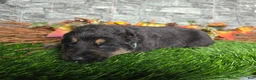 German Shepherd dogs for sale: German Shepherd 2 - Ad 2
