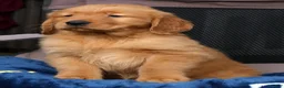 Golden Retriever dogs for sale: Tipper - Ad 8