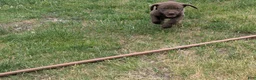 Labrador Retriever dogs for sale: Chocolate Male (Black) - Ad 6