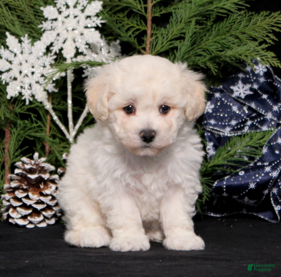 Bichon Frise dogs Whisper - Ad 1