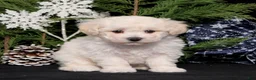 Bichon Frise dogs for sale: Whisper - Ad 1