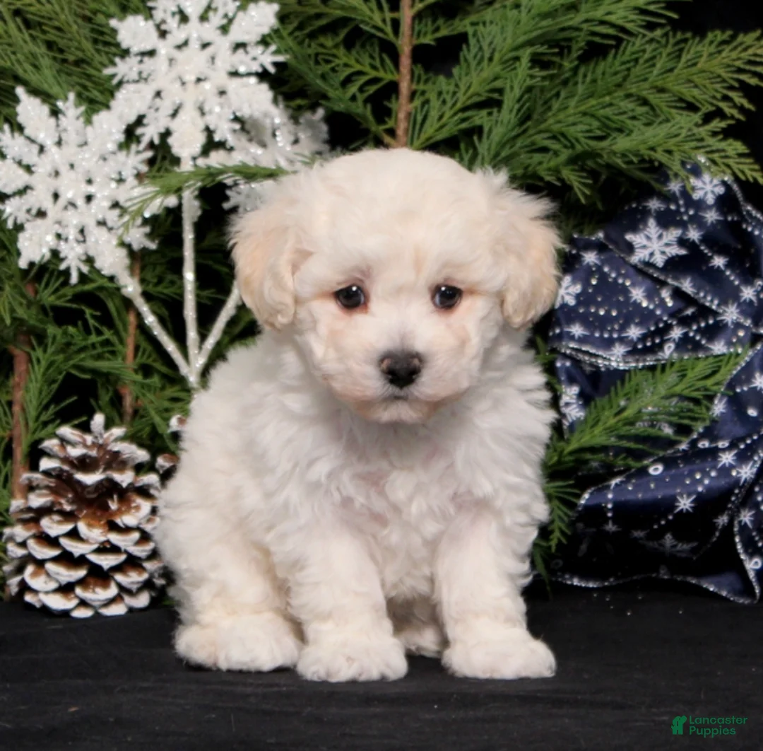 Bichon Frise dogs for sale: Whisper - Ad 1