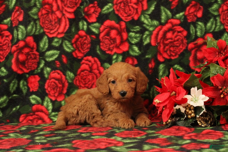 Mini Goldendoodle dogs Clementine - Ad 33