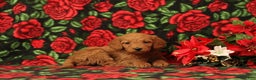 Mini Goldendoodle dogs for sale: Clementine - Ad 1