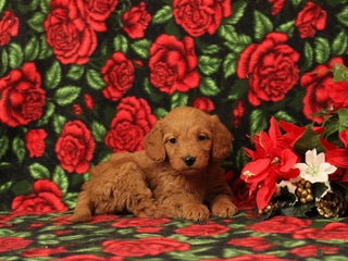 Mini Goldendoodle dogs Clementine - Ad 34