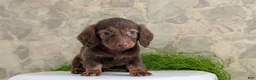 Miniature Dachshund dogs for sale: Lucy - Ad 8