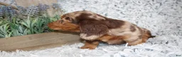 Dachshund dogs for sale: HARLEY - Ad 3