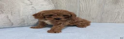 Cavapoo dogs for sale: Arnold - Ad 4