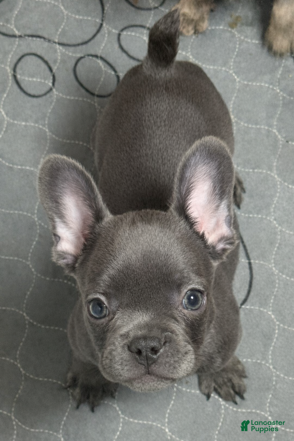 French Bulldog dogs French Bulldog Puppy 8 - Ad 8
