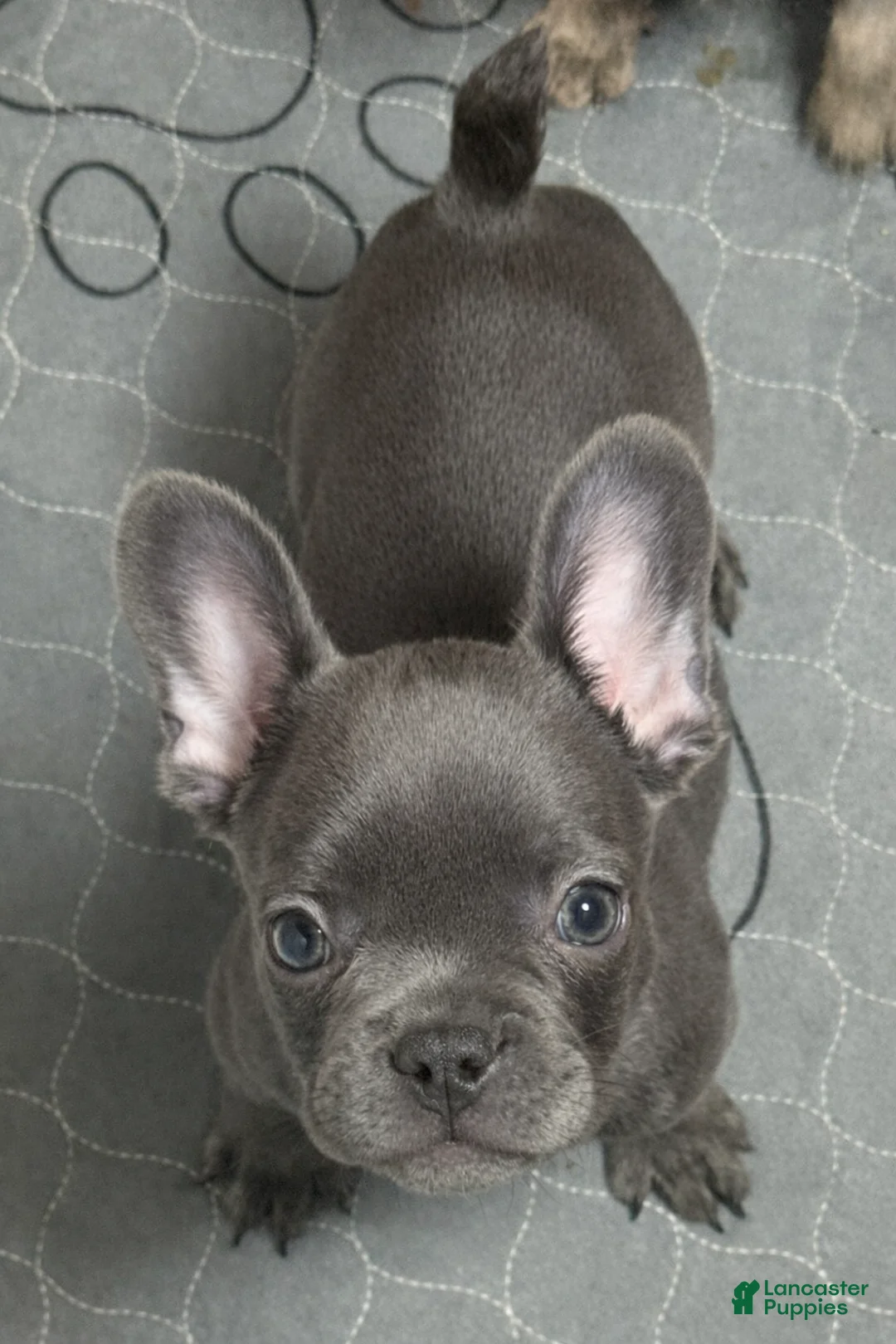French Bulldog dogs for sale: French Bulldog Puppy 8 - Ad 1
