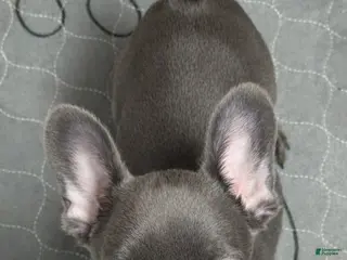 French Bulldog dogs French Bulldog Puppy 8 - Ad 8