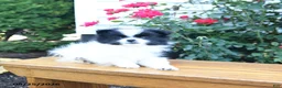 Pomeranian dogs for sale: Katelyn - Ad 4